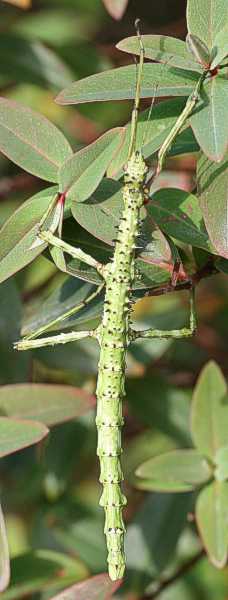 Acanthoxyla geixovii