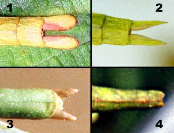 Fig 05 - Cerci composite.jpg Cerci composite