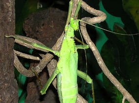 Heteropteryx dilatata (Female)