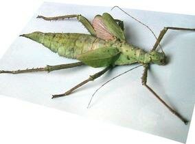 Heteropteryx dilatata (Female)